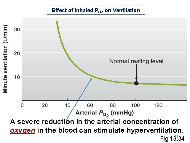 Effect of Inhaled PO 2 on Ventilation A severe reduction in the arterial concentration Effect of Inhaled PO 2 on Ventilation A severe reduction in the arterial concentration