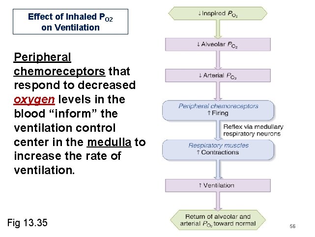 Effect of Inhaled PO 2 on Ventilation Peripheral chemoreceptors that respond to decreased oxygen Effect of Inhaled PO 2 on Ventilation Peripheral chemoreceptors that respond to decreased oxygen