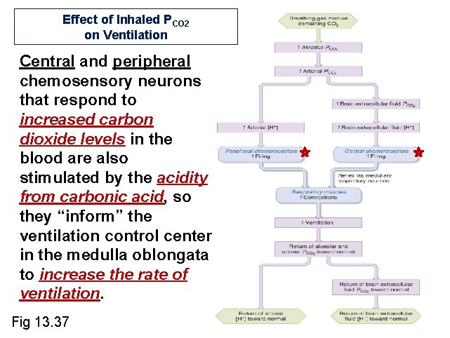 Effect of Inhaled PCO 2 on Ventilation Central and peripheral chemosensory neurons that respond Effect of Inhaled PCO 2 on Ventilation Central and peripheral chemosensory neurons that respond