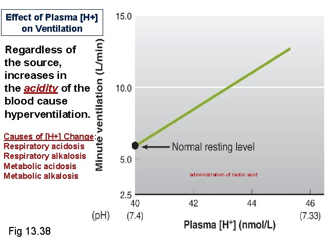 Effect of Plasma [H+] on Ventilation Regardless of the source, increases in the acidity