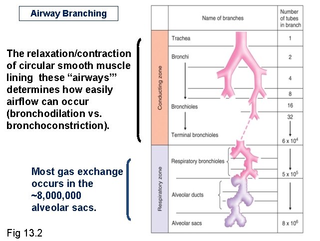 Airway Branching The relaxation/contraction of circular smooth muscle lining these “airways’” determines how easily Airway Branching The relaxation/contraction of circular smooth muscle lining these “airways’” determines how easily