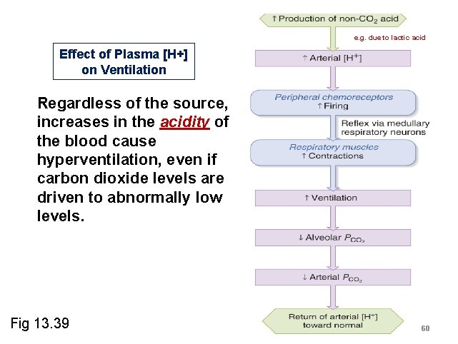 e. g. due to lactic acid Effect of Plasma [H+] on Ventilation Regardless of