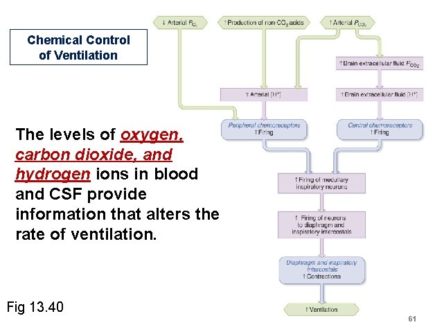 Chemical Control of Ventilation The levels of oxygen, carbon dioxide, and hydrogen ions in Chemical Control of Ventilation The levels of oxygen, carbon dioxide, and hydrogen ions in