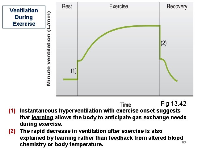 Ventilation During Exercise Fig 13. 42 (1) Instantaneous hyperventilation with exercise onset suggests that Ventilation During Exercise Fig 13. 42 (1) Instantaneous hyperventilation with exercise onset suggests that