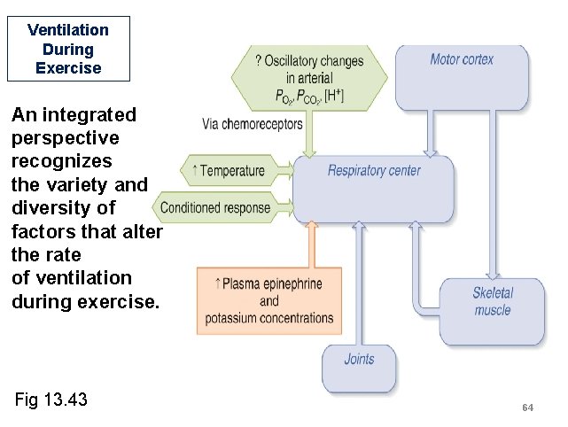 Ventilation During Exercise An integrated perspective recognizes the variety and diversity of factors that Ventilation During Exercise An integrated perspective recognizes the variety and diversity of factors that