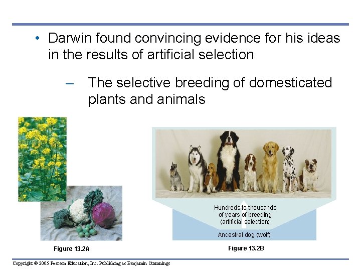  • Darwin found convincing evidence for his ideas in the results of artificial