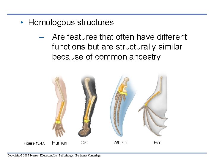  • Homologous structures – Are features that often have different functions but are