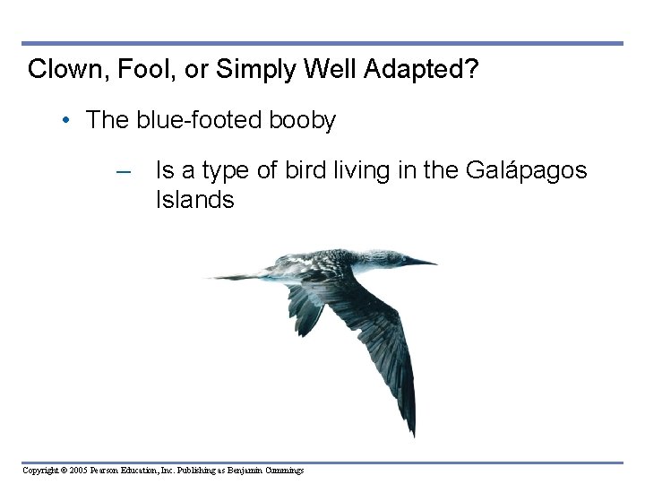 Clown, Fool, or Simply Well Adapted? • The blue-footed booby – Is a type