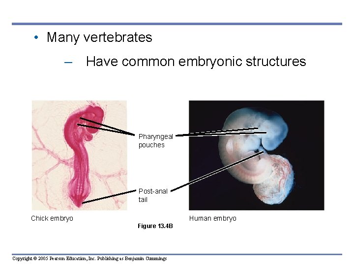  • Many vertebrates – Have common embryonic structures Pharyngeal pouches Post-anal tail Human