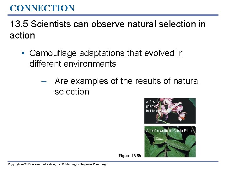 CONNECTION 13. 5 Scientists can observe natural selection in action • Camouflage adaptations that