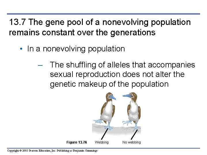 13. 7 The gene pool of a nonevolving population remains constant over the generations