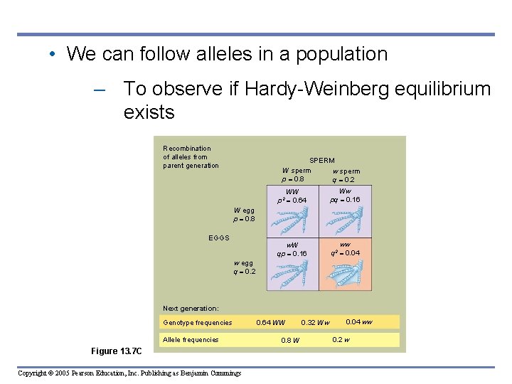  • We can follow alleles in a population – To observe if Hardy-Weinberg