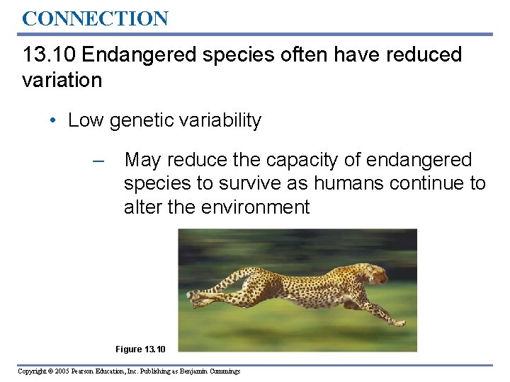 CONNECTION 13. 10 Endangered species often have reduced variation • Low genetic variability –