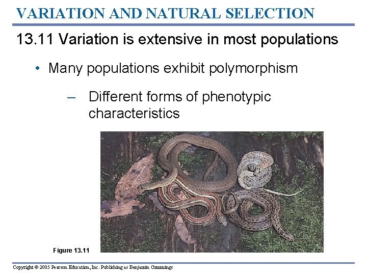 VARIATION AND NATURAL SELECTION 13. 11 Variation is extensive in most populations • Many