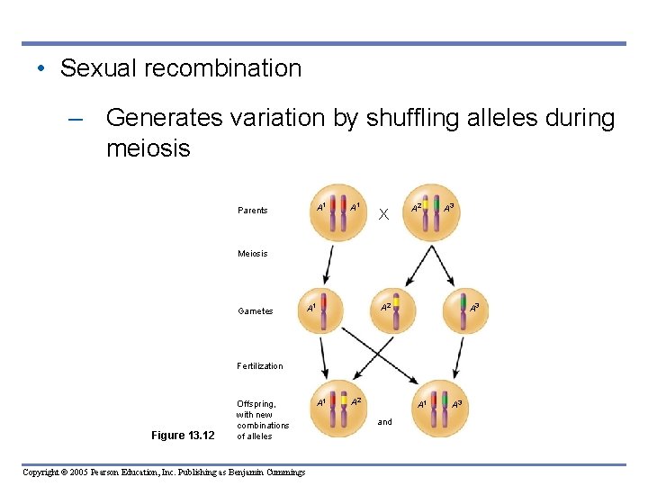  • Sexual recombination – Generates variation by shuffling alleles during meiosis Parents A