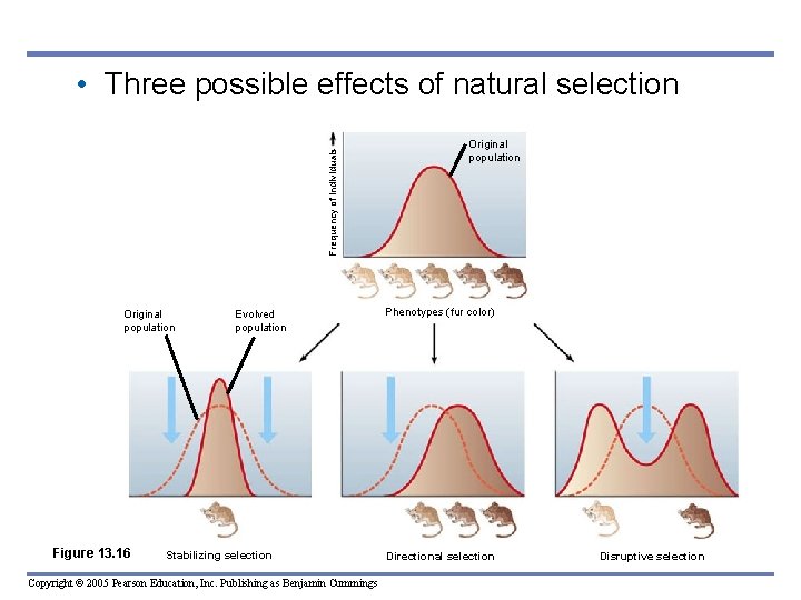 Frequency of individuals • Three possible effects of natural selection Original population Figure 13.