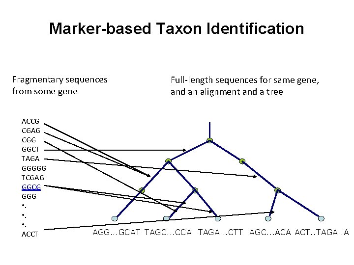 Marker-based Taxon Identification Fragmentary sequences from some gene ACCG CGAG CGG GGCT TAGA GGGGG