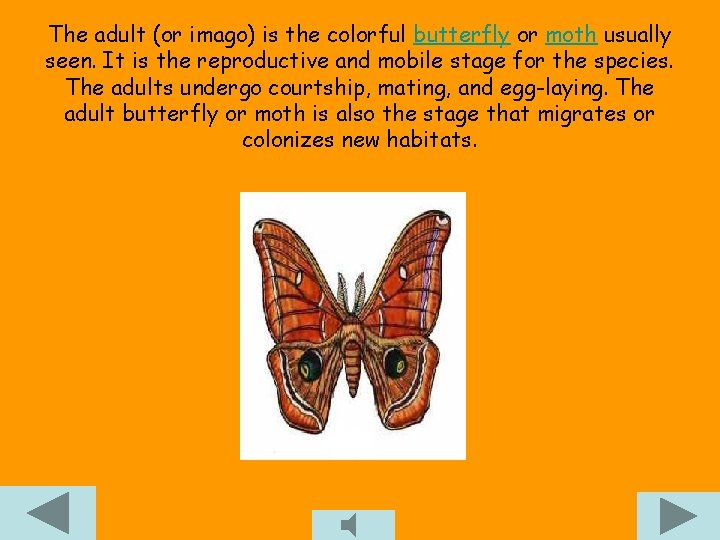 The adult (or imago) is the colorful butterfly or moth usually seen. It is