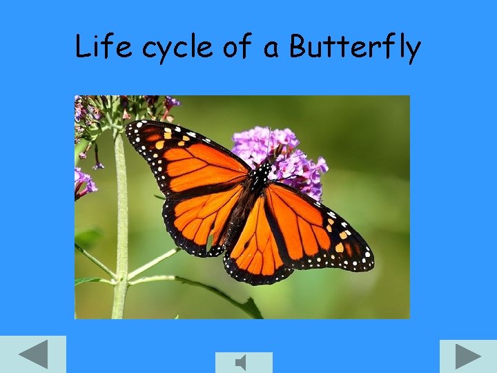 Life cycle of a Butterfly 