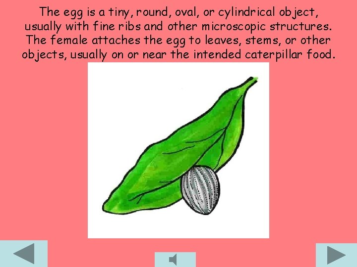 The egg is a tiny, round, oval, or cylindrical object, usually with fine ribs
