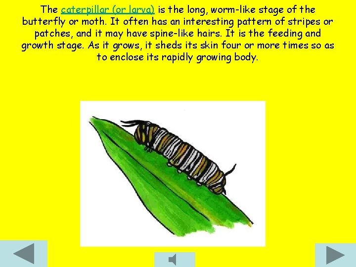 The caterpillar (or larva) is the long, worm-like stage of the butterfly or moth.