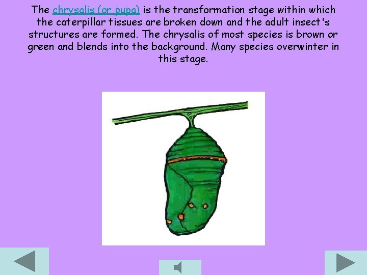 The chrysalis (or pupa) is the transformation stage within which the caterpillar tissues are