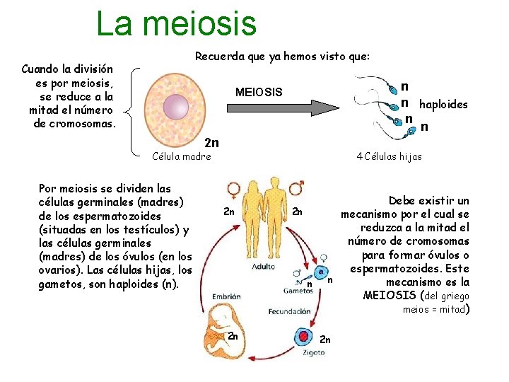 La meiosis Recuerda que ya hemos visto que: Cuando la división es por meiosis,