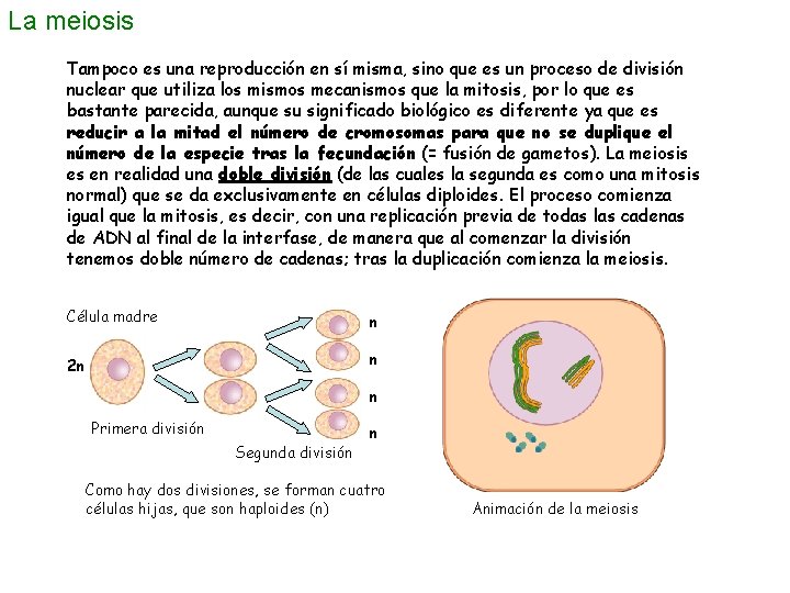 La meiosis Tampoco es una reproducción en sí misma, sino que es un proceso