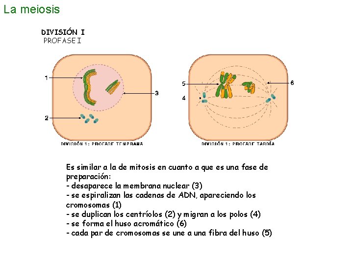 La meiosis DIVISIÓN I PROFASE I Es similar a la de mitosis en cuanto