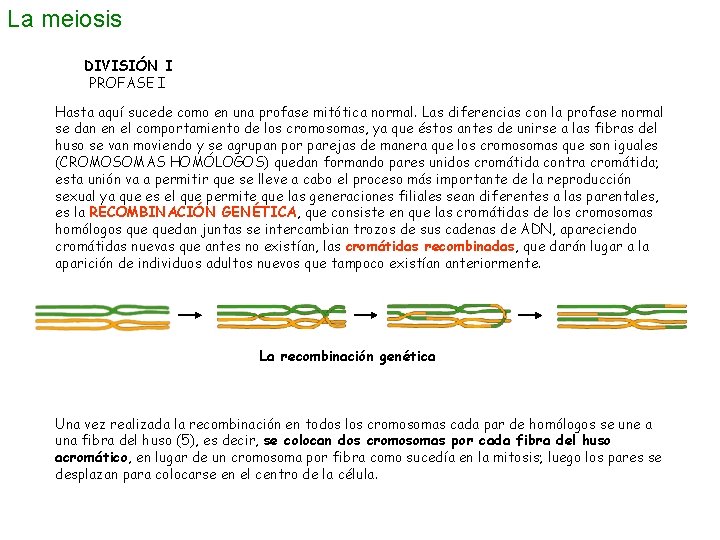 La meiosis DIVISIÓN I PROFASE I Hasta aquí sucede como en una profase mitótica