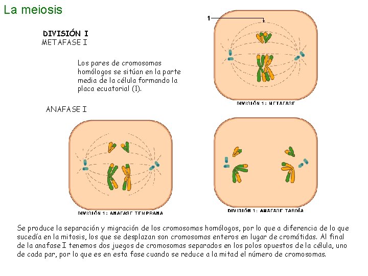 La meiosis DIVISIÓN I METAFASE I Los pares de cromosomas homólogos se sitúan en