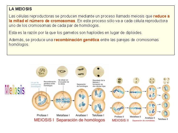 LA MEIOSIS Las células reproductoras se producen mediante un proceso llamado meiosis que reduce