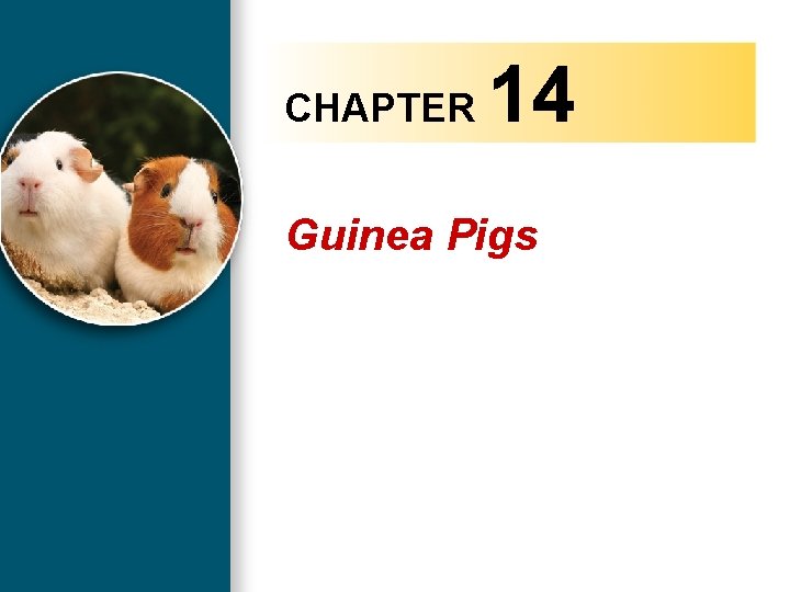 CHAPTER 14 Guinea Pigs Copyright 2010 Delmar, Cengage Learning. All Rights Reserved. 1 