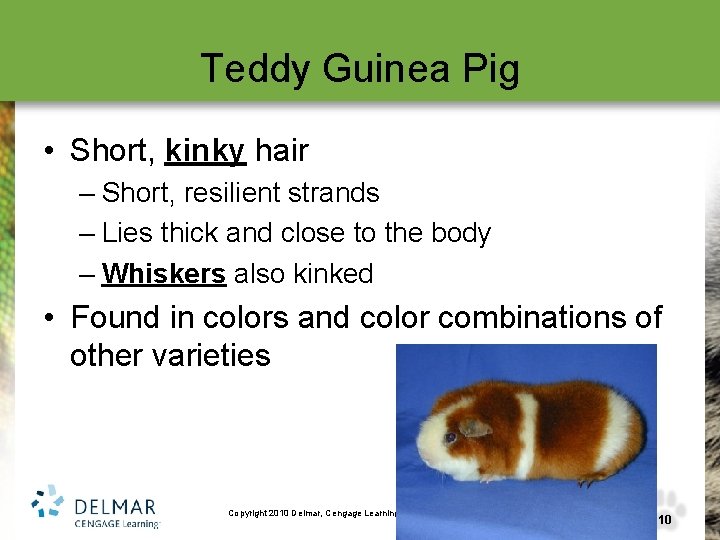 Teddy Guinea Pig • Short, kinky hair – Short, resilient strands – Lies thick