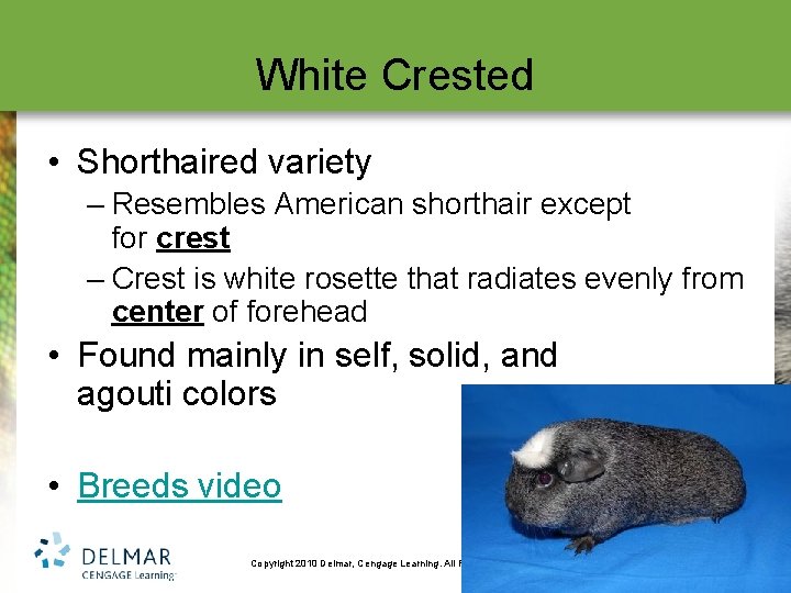 White Crested • Shorthaired variety – Resembles American shorthair except for crest – Crest