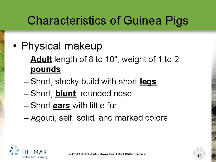 Characteristics of Guinea Pigs • Physical makeup – Adult length of 8 to 10”,