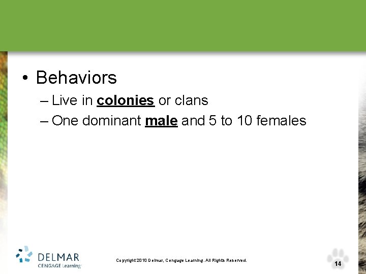  • Behaviors – Live in colonies or clans – One dominant male and