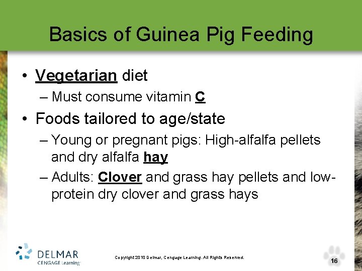 Basics of Guinea Pig Feeding • Vegetarian diet – Must consume vitamin C •