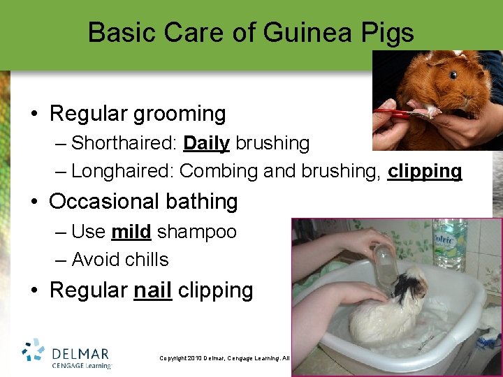 Basic Care of Guinea Pigs • Regular grooming – Shorthaired: Daily brushing – Longhaired: