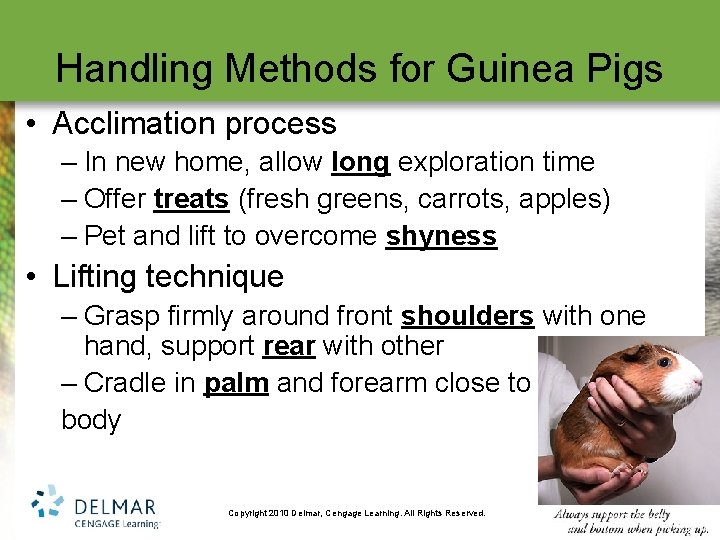 Handling Methods for Guinea Pigs • Acclimation process – In new home, allow long