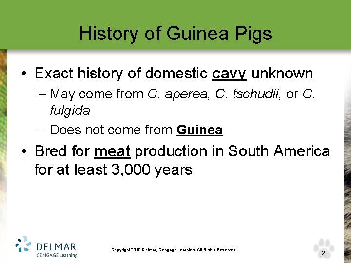 History of Guinea Pigs • Exact history of domestic cavy unknown – May come
