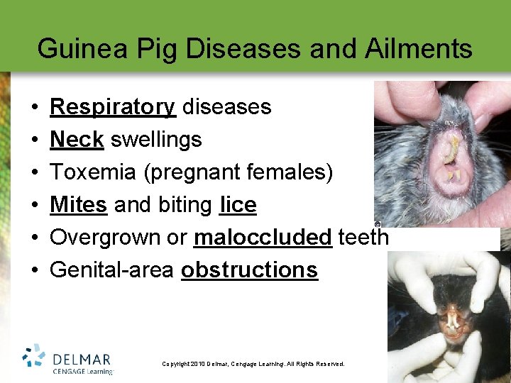 Guinea Pig Diseases and Ailments • • • Respiratory diseases Neck swellings Toxemia (pregnant