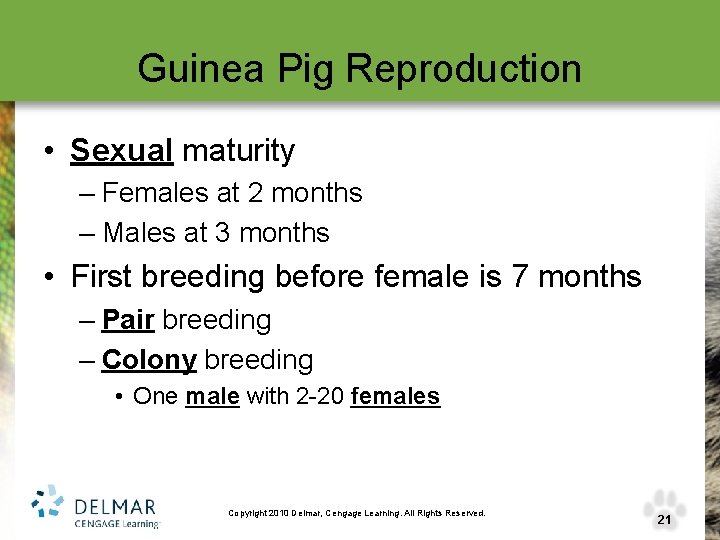 Guinea Pig Reproduction • Sexual maturity – Females at 2 months – Males at