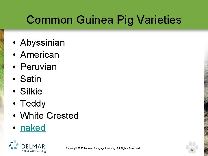 Common Guinea Pig Varieties • • Abyssinian American Peruvian Satin Silkie Teddy White Crested