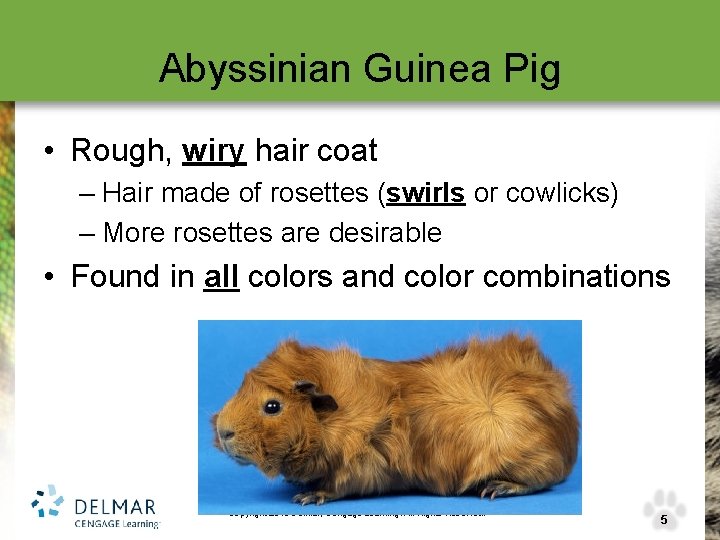 Abyssinian Guinea Pig • Rough, wiry hair coat – Hair made of rosettes (swirls