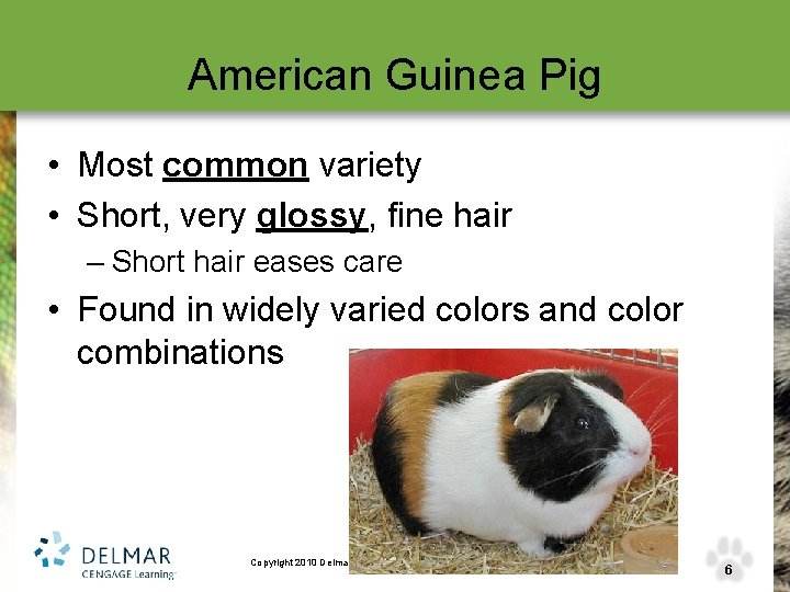 American Guinea Pig • Most common variety • Short, very glossy, fine hair –