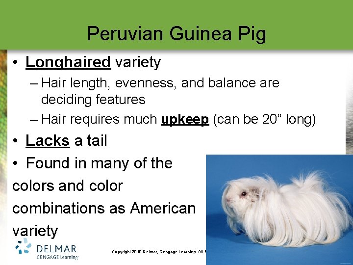 Peruvian Guinea Pig • Longhaired variety – Hair length, evenness, and balance are deciding