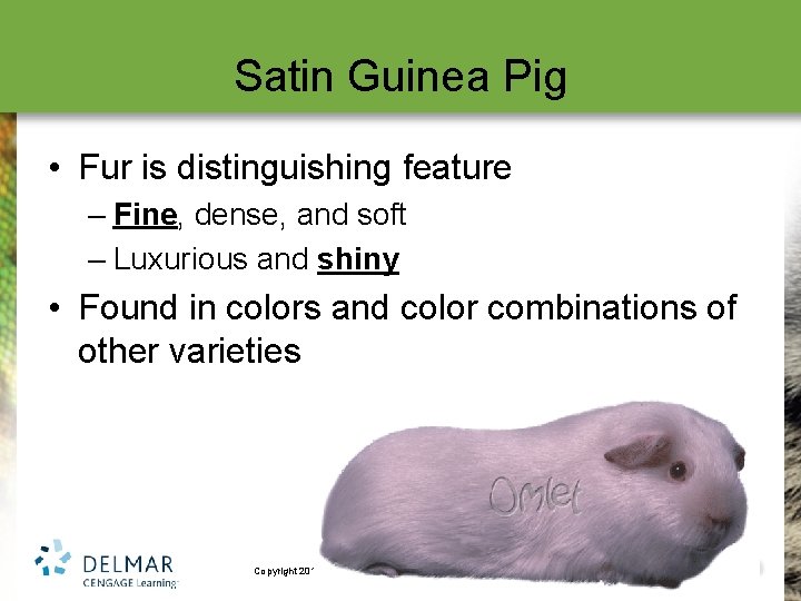 Satin Guinea Pig • Fur is distinguishing feature – Fine, dense, and soft –