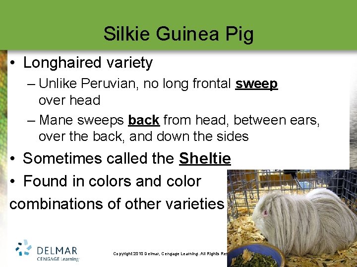 Silkie Guinea Pig • Longhaired variety – Unlike Peruvian, no long frontal sweep over