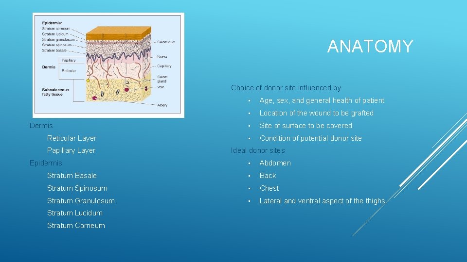 ANATOMY Choice of donor site influenced by Dermis Reticular Layer Papillary Layer Epidermis •